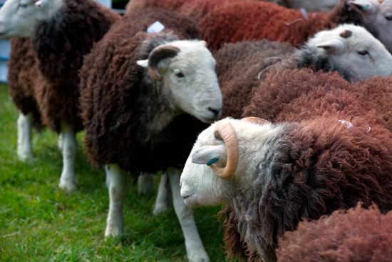 Angletarn Pikes Field Herdwick Sheep