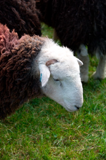 Endmoor Lakeland Sheep