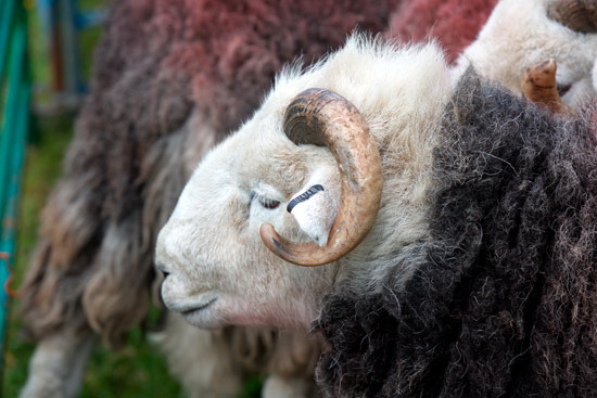 Brim Fell Farm Herdwick Sheep