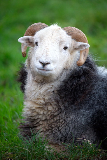 Brough Farm Lake district Sheep