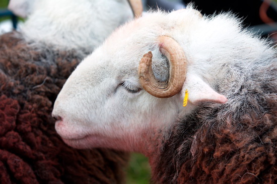 Stybarrow Dodd Farm Lakeland Sheep