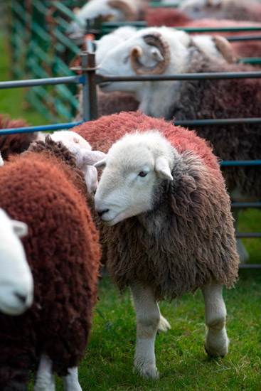 Brandreth Valley Herdwick Sheep