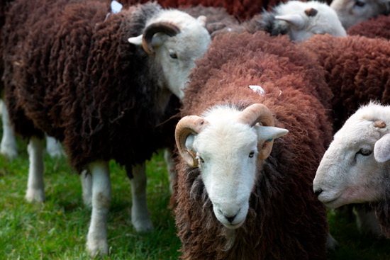 Far Arnside Farm Lakeland Sheep