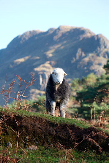 Barrow-In-Furness Valley Lakeland Sheep