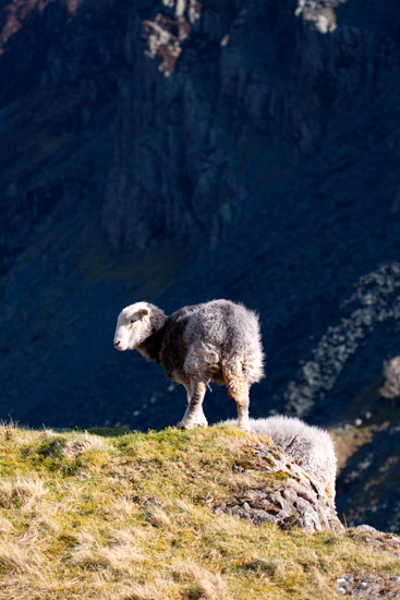 Milburn Lakeland Sheep