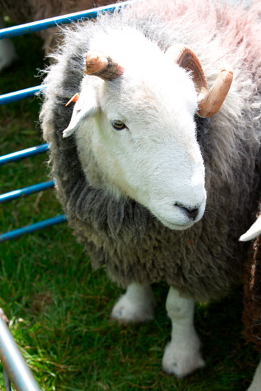 High Raise Farm Herdwick Sheep