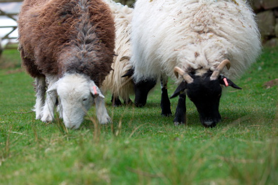 Kirkbampton Field Lake district Sheep