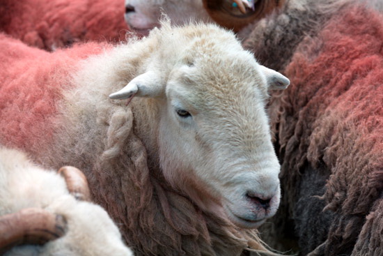 Bowness-on-Windermere Farm Herdwick Sheep