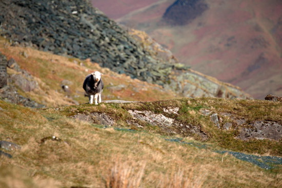 Skiddaw Little Man Valley Herdwick Sheep