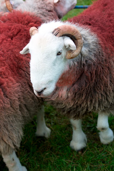 Great Rigg Lake district Sheep
