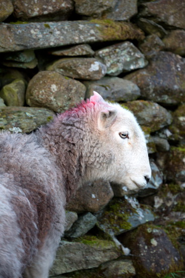 Egremont Herdwick Sheep