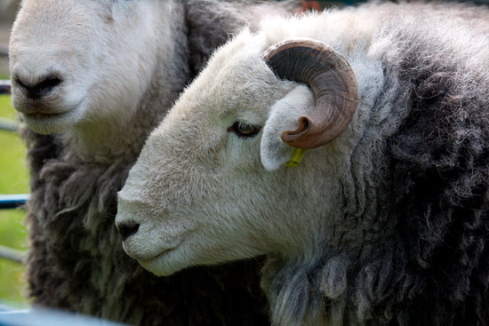 Grey Knotts Lake district Sheep