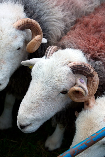 Kirkby Thore Farm Lakeland Sheep