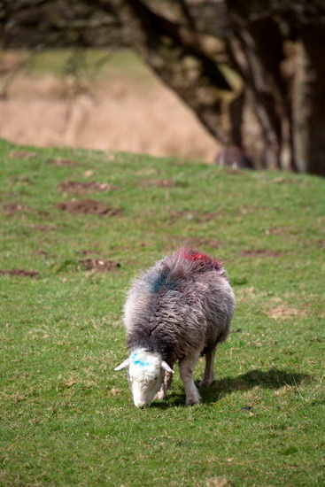 Hard Knott Valley Herdwick Sheep