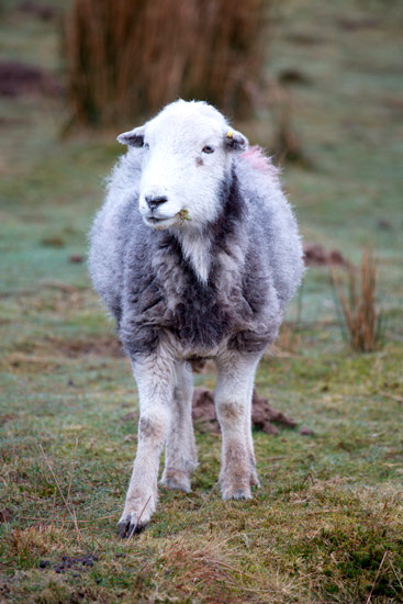 Seathwaite Fell Valley Herdwick Sheep