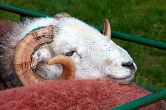 Leece Herdwick Sheep