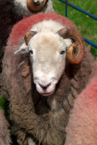 Temple Sowerby Valley Lakeland Sheep