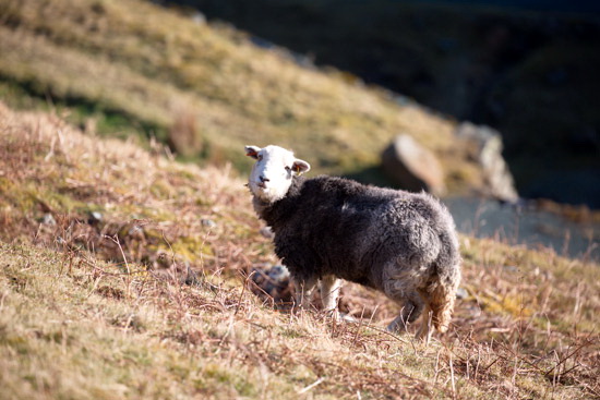 Garsdale Valley Lakeland Sheep