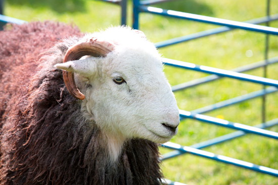 Blencathra Farm Lake district Sheep