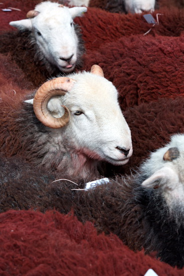 Bolton Valley Lakeland Sheep