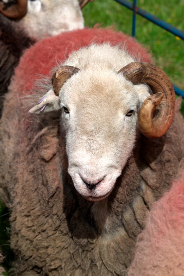 Boltongate Lake district Sheep