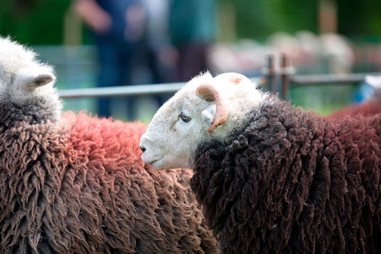 Flookburgh Farm Lakeland Sheep
