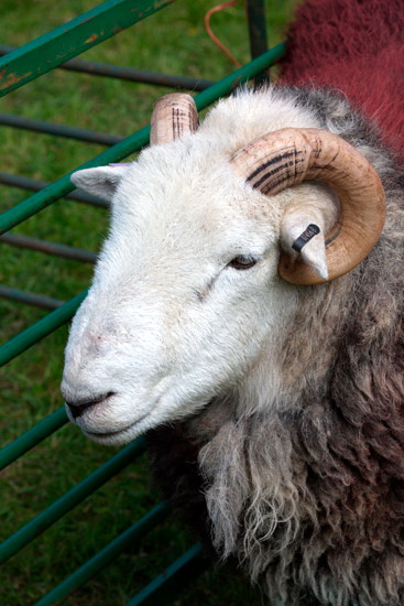 Clifton Herdwick Sheep