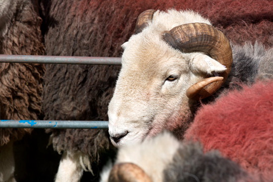 Asby (Workington) Farm Herdwick Sheep