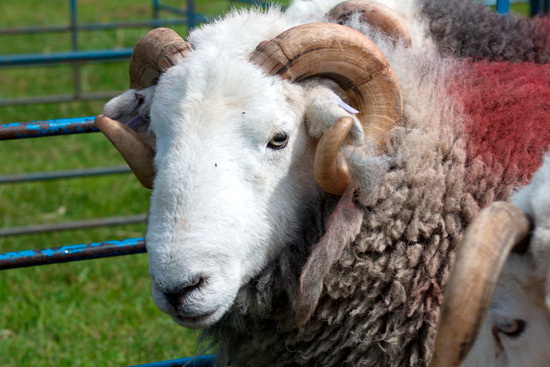 Uldale Farm Herdwick Sheep