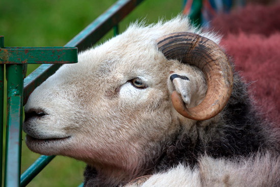 Cliburn Farm Lake district Sheep