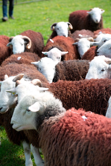 Buckbarrow Valley Lake district Sheep