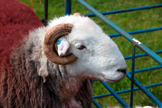 Troutbeck (Windermere) Field Herdwick Sheep