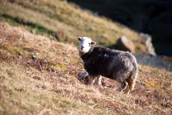Soulby (Kirkby Stephen) Farm Lake district Sheep