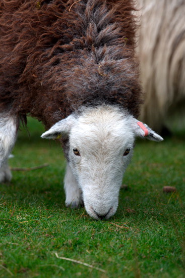 Kentmere Valley Lakeland Sheep