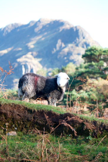 Hart Crag Valley Lakeland Sheep