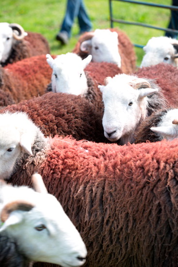 Starling Dodd Field Herdwick Sheep