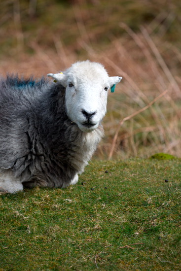 Leasgill Herdwick Sheep