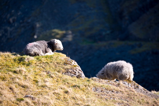 Welton Farm Herdwick Sheep