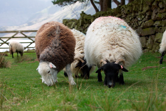 Stonethwaite Farm Herdwick Sheep