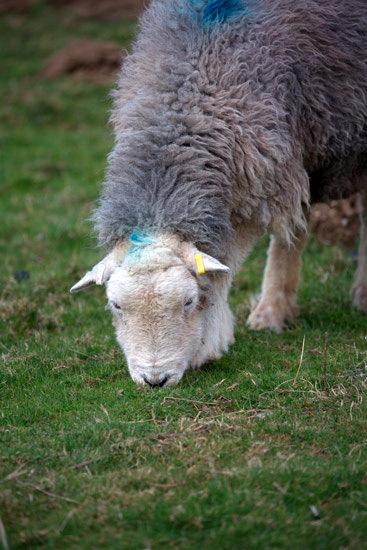Whitfell Field Lakeland Sheep