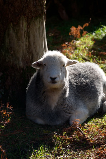 Lowick Herdwick Sheep