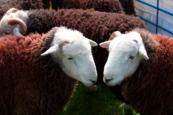 Whiteless Pike Farm Herdwick Sheep