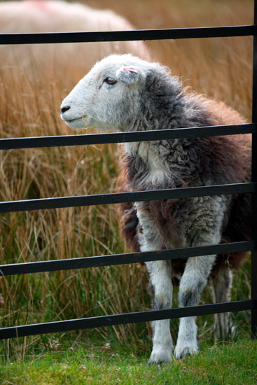 Swarthmoor Farm Lakeland Sheep