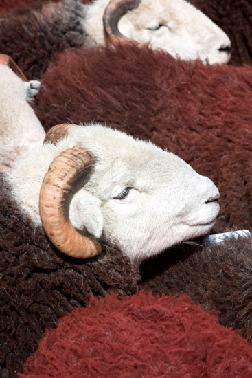 Parton Farm Lake district Sheep
