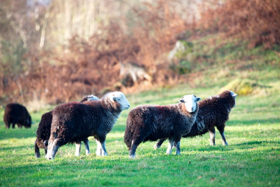 Buckbarrow Lake district Sheep
