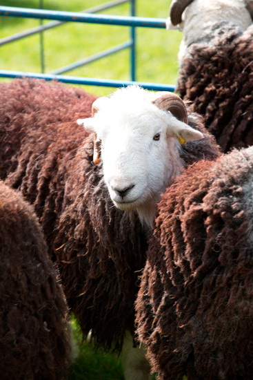 Beaumont Lake district Sheep