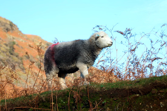 Wandope Valley Lakeland Sheep