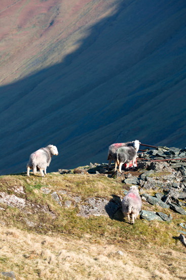 Bannerdale Crags Lakeland Sheep