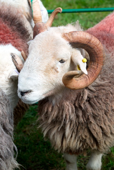 Swarthmoor Lakeland Sheep