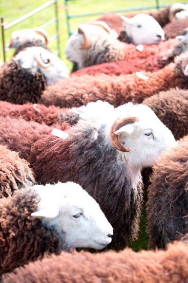 Rosthwaite Fell Farm Herdwick Sheep